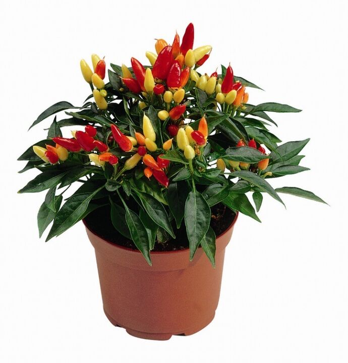 capsicum capsicum HondroFrost-en poliartritisarentzat